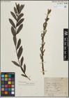 Foto von Salix purpurea L.